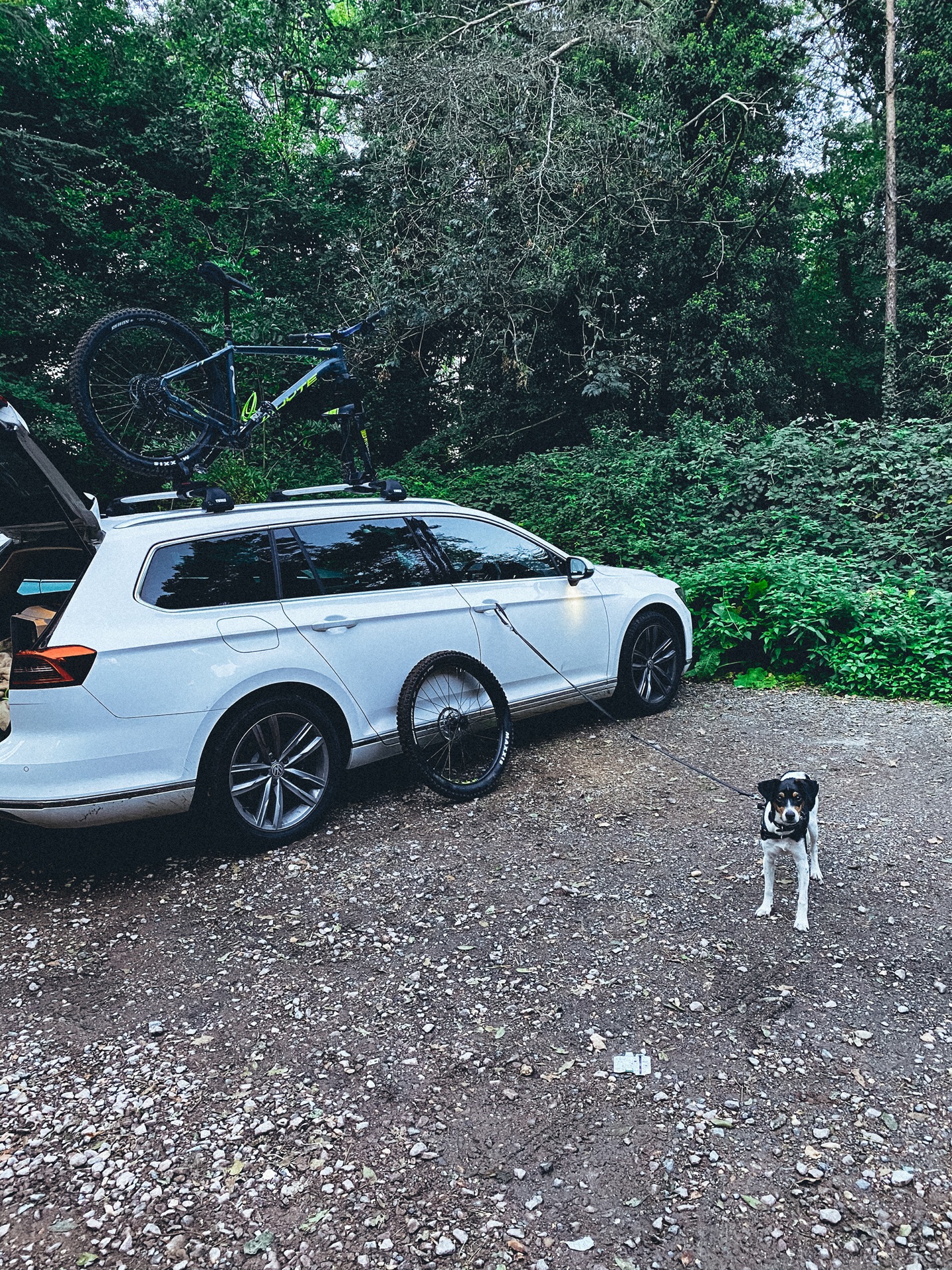 Blog 6 Trail Dogs